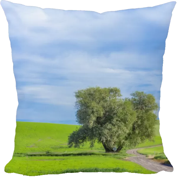 USA, Washington State, Palouse with wheat fields and lone Cottonwood tree