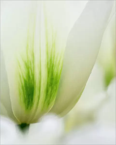 Netherlands, Lisse. Closeup of a white and green tulip