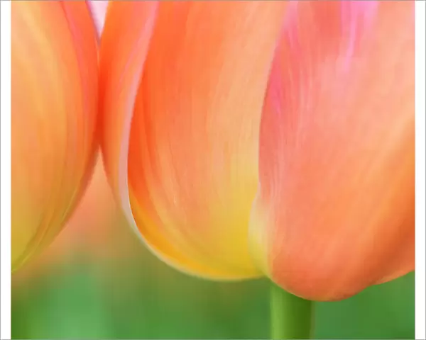 Netherlands, Lisse. Closeup of orange tulips