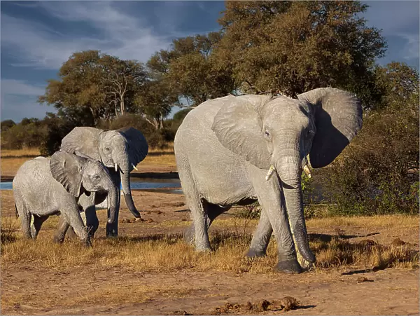 Elephants leaving watering hole. Camelthorn Lodge. Hwange National Park. Zimbabwe