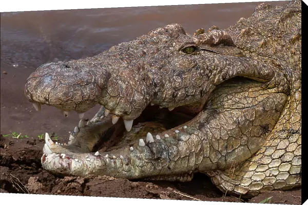 Portrait of a Nile crocodile, Crocodylus niloticus, with its mouth open to help it cool off. Masai Mara National Reserve, Kenya