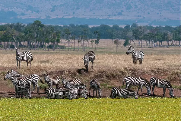 A herd of plains zebras, Equus quagga, drinking at a waterhole. Masai Mara National Reserve, Kenya