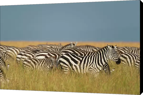 Herd of Plains zebras, Equus quagga, grazing in the grass at Masai Mara National Reserve, Kenya, Africa