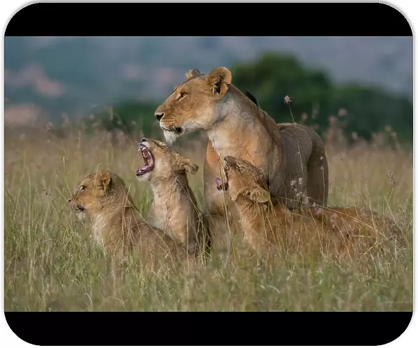A lioness, Panthera leo, greeted by the her cubs upon her return, Masai Mara, Kenya. Kenya