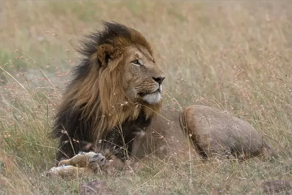 Portrait of a male lion, Panthera leo, Masai Mara, Kenya. Kenya