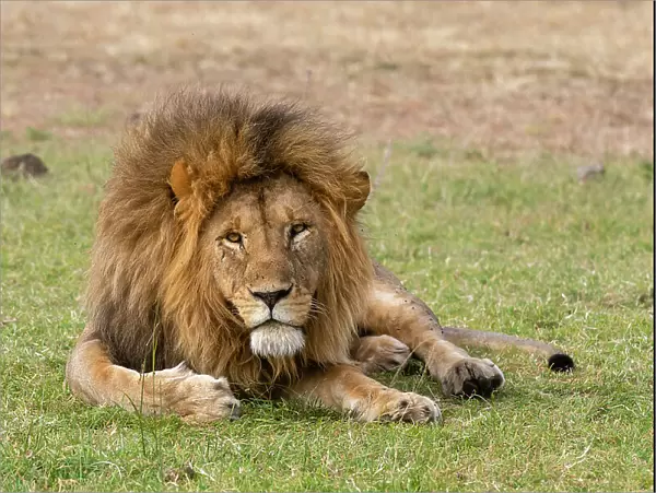 A male lion, Panthera leo, resting on grass. Masai Mara National Reserve, Kenya, Africa