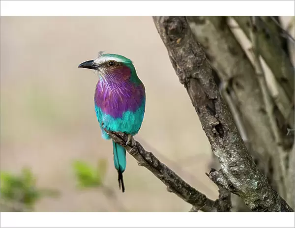 A lilac-breasted roller, Coracias caudata, perched on a tree branch. Masai Mara National Reserve, Kenya, Africa