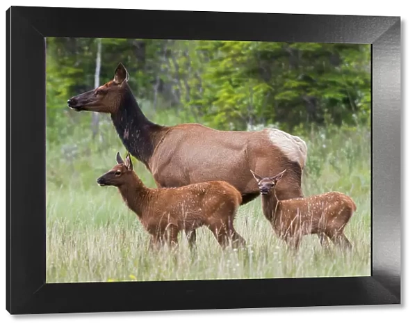 Cow elk with twin calves, Canadian Rockies, Alberta, Canada