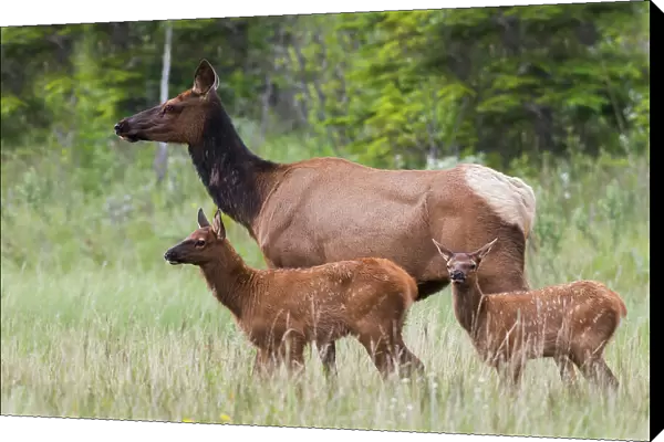Cow elk with twin calves, Canadian Rockies, Alberta, Canada