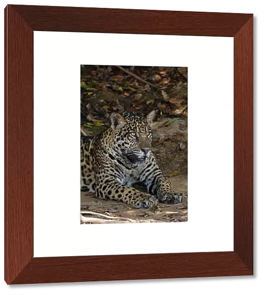 A jaguar, Panthera onca, resting on a river bank. Pantanal, Mato Grosso, Brazil