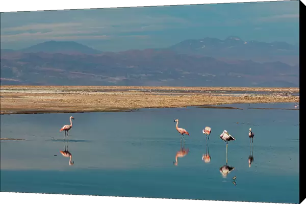 Chilean flamingos, Phoenicopterus, Chilensis, resting and grooming in Chaxa lagoon. Laguna Chaxa, Atacama Desert, Antofagasta Region, Chile