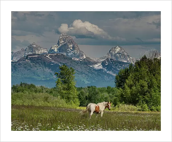USA, Idaho. Horse grazing in meadow, view of Grand Teton and Teton Mountains from the West near Jackson Hole and Tetonia