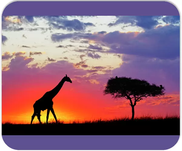 Giraffe silhouetted at sunrise, Giraffa camelopardalis tippelskirchi, Masai Mara Game Reserve