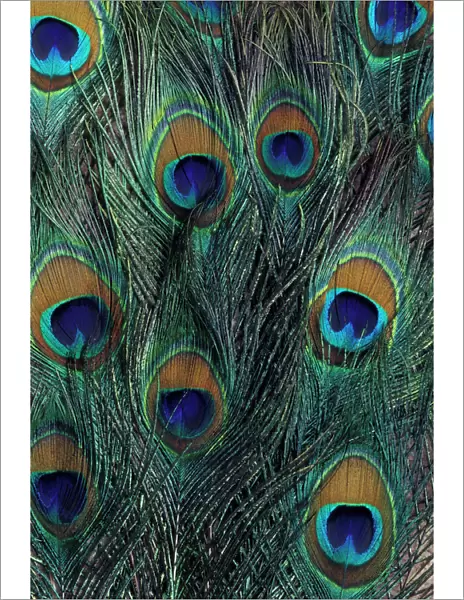 Peacock feather design