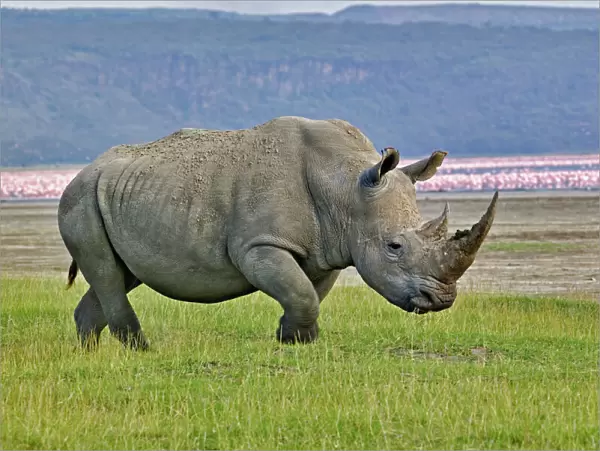 White Rhinoceros