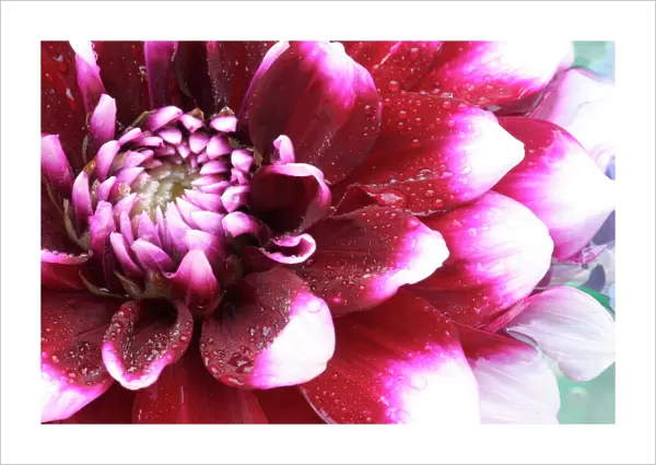 Tight in photographs of Dalhia flower with the pedals radiating outward, Sammamish