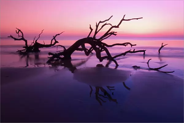 GA Jekyll Island, Tree graveyard on beach at twilight