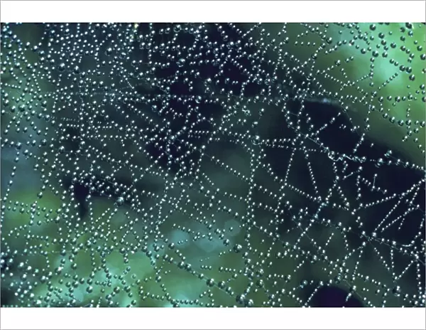 Spider web dew drops