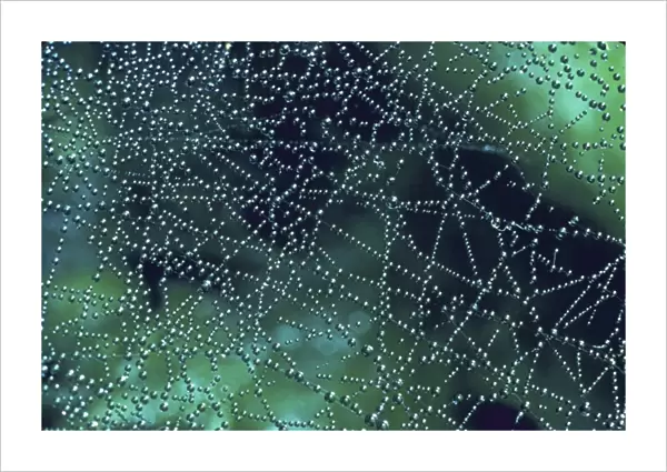 Spider web dew drops