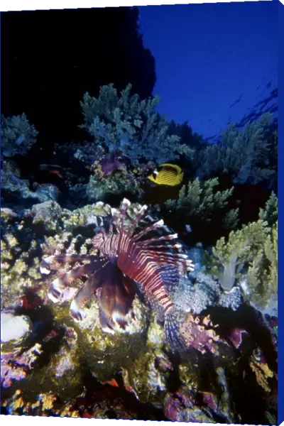 Lionfish (Pterois voliants) by corals and Red Sea Racoon Butterflyfish (Chaetodon