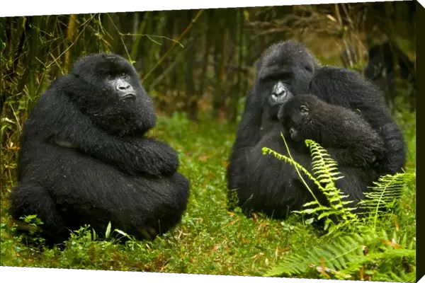 Africa, Rwanda, Females and juvenile Mountain Gorillas (Gorilla gorilla beringei)