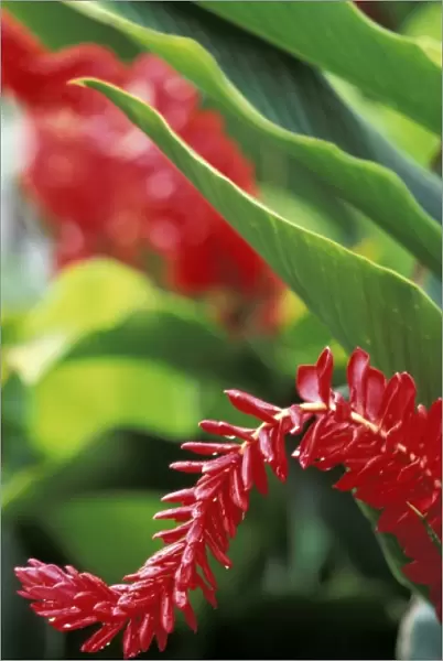 Caribbean, US Virgin Islands, St. Thomas, Charlotte Amalie. Red Ginger flower (Alpinia