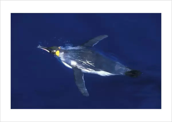 King Penguin, (Aptenodytes patagonicus), underwater, Macquarie Island, sub-Antarctic Australia