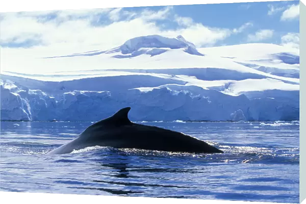 Antarctica, Anvers Island, Humpback Whale (Megaptera novaengliae) swims at surface