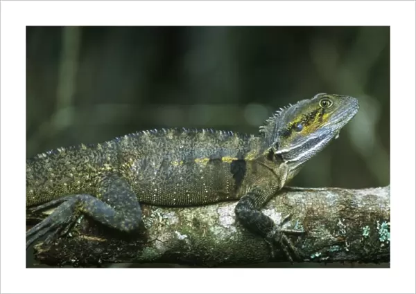 Australia, Queensland, Crater Lakes NP, Eastern Water Dragon (Physignathus lesuerii)