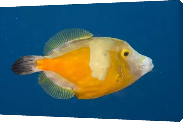 Whitespotted Filefish Orange Phase