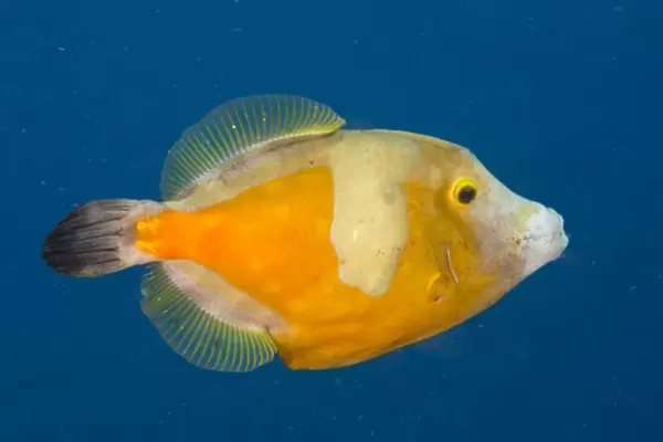 Whitespotted Filefish Orange Phase