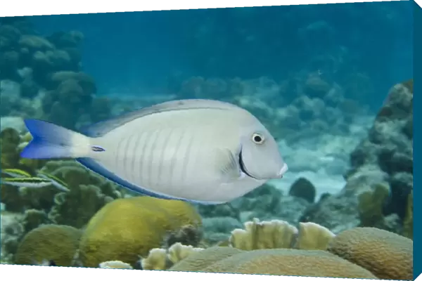 Ocean Surgeonfish (Acanthurus bahianus), Bonaire, Netherlands Antilles, Caribbean