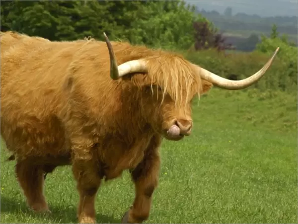 Europe, Scotland, Gretna Green. Highland cow. THIS IMAGE RESTRICTED - Not available to U