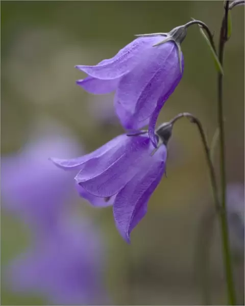 Mountain Harebell, Campanula Rotundifolia. A pair of blue Harebells