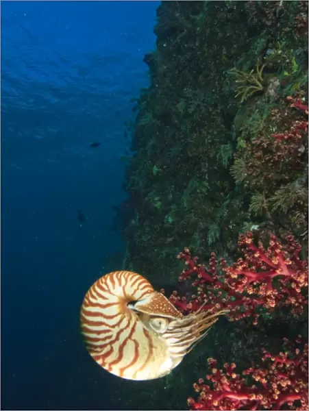 Chambered Nautilus swimming near Gnemelis Dropoff, Palau, Micronesia, Rock Islands