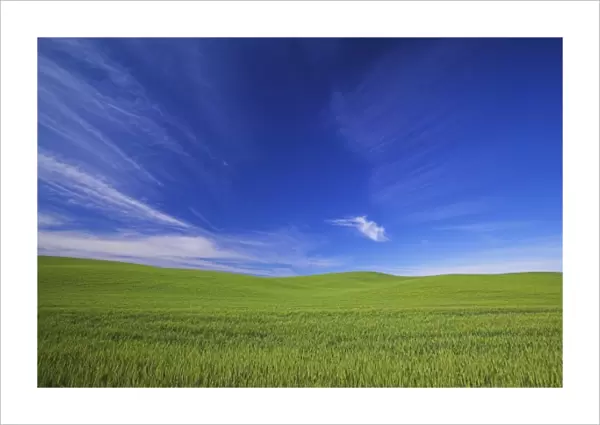 USA, Washington, Palouse Counrty, Rolling Hills of Spring Wheat and Wild Clouds