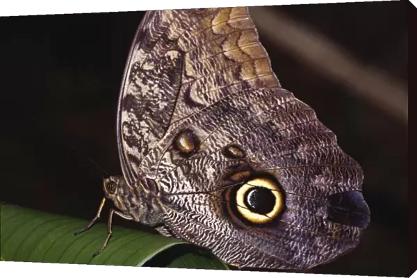 Central America, Costa Rica, Selva Verde. Owl Butterfly (Caligo sp. probably Caligo