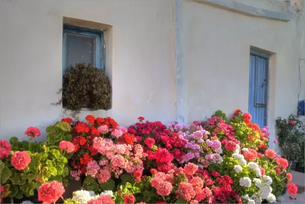Greece, Mykonos, Geraniums planted in courtyard in central island location