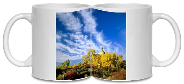 Utah, Cottonwoods (Populus fremontii), squawbush (Rhus trilobata), & rabbitbrush