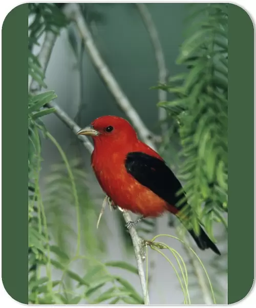 Scarlet Tanager, Piranga olivacea, male on Mesquite tree, South Padre Island, Texas, USA