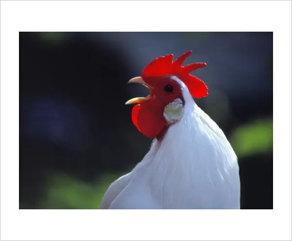 USA, Oregon, Eugene. A white rooster greets the day in Oregon