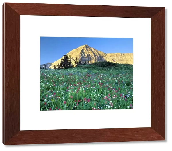 Mount Timpanogos Wilderness, Utah. USA. Wildflowers below Mount Timpanogos. Timpanogos Basin