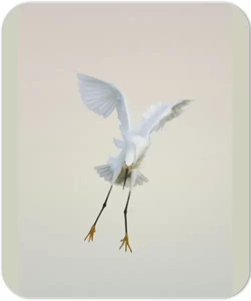 USA, Florida, Ft. Meyers Beach. Snowy egret landing at dawn with wings overhead at