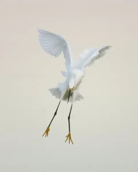 USA, Florida, Ft. Meyers Beach. Snowy egret landing at dawn with wings overhead at