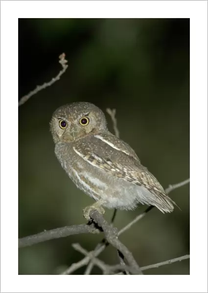 Elf Owl Adult in nest hole in telephone post, Madera Canyon, Arizona, USA