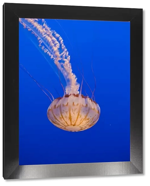 Sea Nettle (Chrysaora sp. ) on display at the Monterey Bay Aquarium
