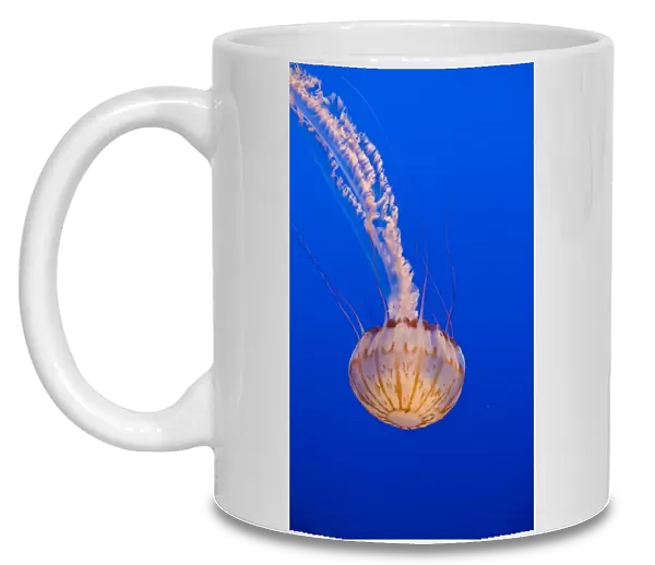 Sea Nettle (Chrysaora sp. ) on display at the Monterey Bay Aquarium