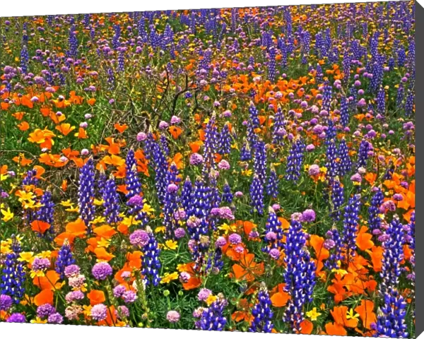 USA, California, Gorman. Field of California poppies, Bentham lupines, and globe gilia