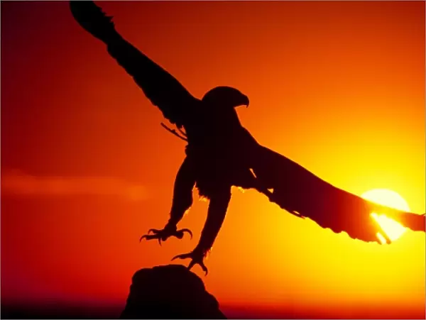 USA, Colorado. A falconers golden eagle takes flight at sunrise