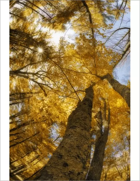 North America, USA, Maine, Bethel, digitally altered tall trees with golden leaves